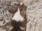 À vendre : 2 chiots femelles Chihuahuas LOF