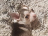 À vendre : 2 chiots femelles Chihuahuas LOF
