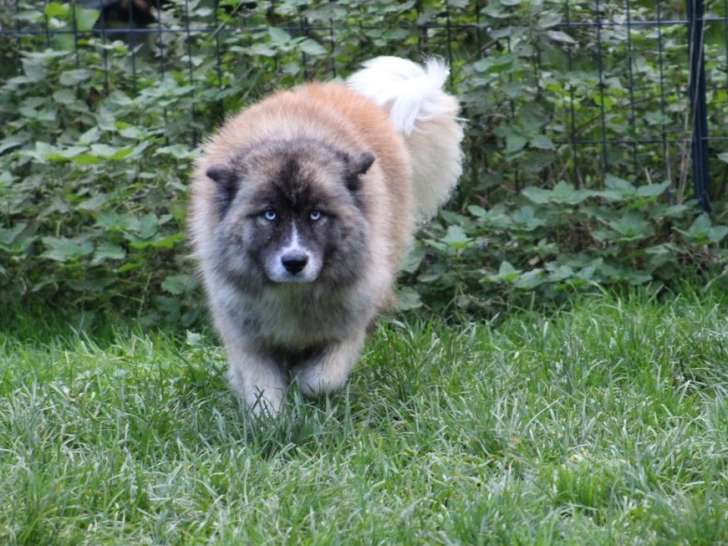 Une chienne Eurasier x Samoyède âgée de 5 ans à vendre