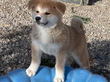 Chiot femelle Akita Inus LOF à la vente