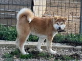Chiot femelle Akita Inus LOF à la vente
