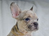 6 chiots Bouledogues Français exotiques non LOF à vendre