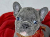 6 chiots Bouledogues Français exotiques non LOF à vendre
