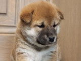 Chiots de race Shiba Inu à vendre (4 femelles & 2 mâles)