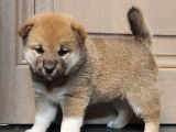Chiots de race Shiba Inu à vendre (4 femelles & 2 mâles)