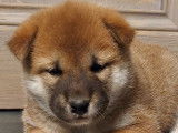 Chiots de race Shiba Inu à vendre (4 femelles & 2 mâles)