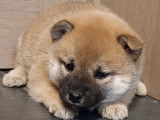 Chiots de race Shiba Inu à vendre (4 femelles & 2 mâles)