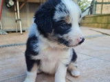 9 chiots Border Collies non LOF à vendre