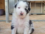 9 chiots Border Collies non LOF à vendre