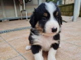 9 chiots Border Collies non LOF à vendre