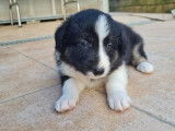 9 chiots Border Collies non LOF à vendre