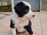9 chiots Border Collies non LOF à vendre