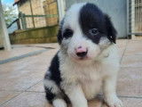 9 chiots Border Collies non LOF à vendre