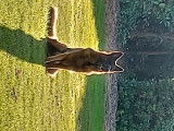 De race Berger Allemand disponible pour saillie