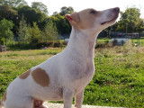 Mâle Jack Russel disponible pour saillie