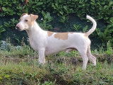 Mâle Jack Russel disponible pour saillie