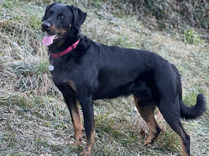 Etalon Beauceron cotation 4, dys A/A disponible pour saillie