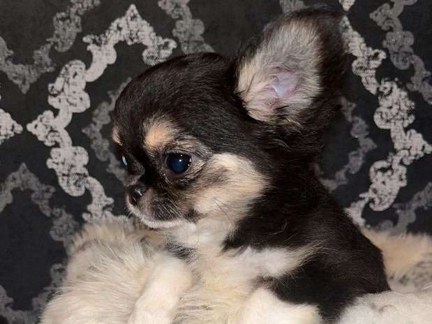 Un chiot Chihuahua mâle tricolore (LOF) à vendre