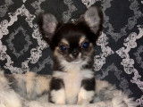 Un chiot Chihuahua mâle tricolore (LOF) à vendre