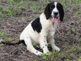3 chiots English Springer Spaniels mâles LOF disponibles à la vente