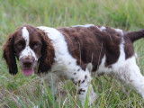 3 chiots English Springer Spaniels mâles LOF disponibles à la vente