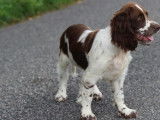 3 chiots English Springer Spaniels mâles LOF disponibles à la vente