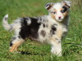 Un chiot mâle Berger Australien bleu merle LOF à vendre