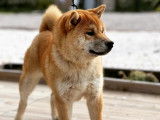 Chiots shiba inu lof - prestigieuses origines - hautes lignées