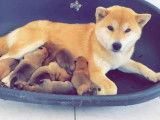 Chiots shiba inu lof - prestigieuses origines - hautes lignées