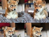 Chiots shiba inu lof - prestigieuses origines - hautes lignées