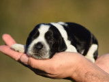 Un chiot femelle Cocker Anglais LOF &agrave; r&eacute;server