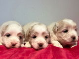3 chiots femelles Cotons de Tuléar LOF à réserver