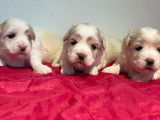 3 chiots femelles Cotons de Tuléar LOF à réserver
