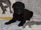 À réserver 10 chiots Cane Corso LOF noirs