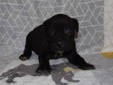 À réserver 10 chiots Cane Corso LOF noirs