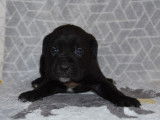 À réserver 10 chiots Cane Corso LOF noirs