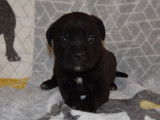 À réserver 10 chiots Cane Corso LOF noirs
