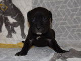 À réserver 10 chiots Cane Corso LOF noirs