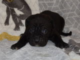 À réserver 10 chiots Cane Corso LOF noirs