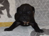 À réserver 10 chiots Cane Corso LOF noirs