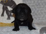 À réserver 10 chiots Cane Corso LOF noirs