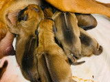 À réserver : 8 chiots Rhodesian Ridgebacks fauves, LOF