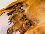 À réserver : 8 chiots Rhodesian Ridgebacks fauves, LOF