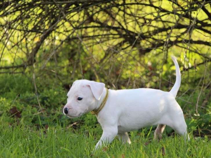 2 chiots Dogues Argentins blancs LOF à vendre, 1 femelle et 1 mâle