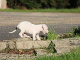 2 chiots Dogues Argentins blancs LOF à vendre, 1 femelle et 1 mâle