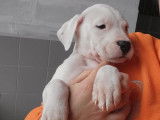 2 chiots Dogues Argentins blancs LOF à vendre, 1 femelle et 1 mâle