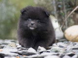 Magnifiques Spitz Pom&eacute;ranien &agrave; vendre
