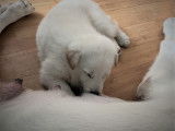 Chiots Bergers Blancs Suisses à adopter