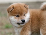 Chiots Shiba Inu roux LOF à vendre