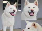 Akita inu lof - prestigieuses origines - hautes lign&eacute;es